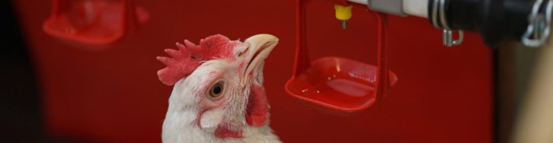 Medición indirecta del cloro libre en la industria avícola